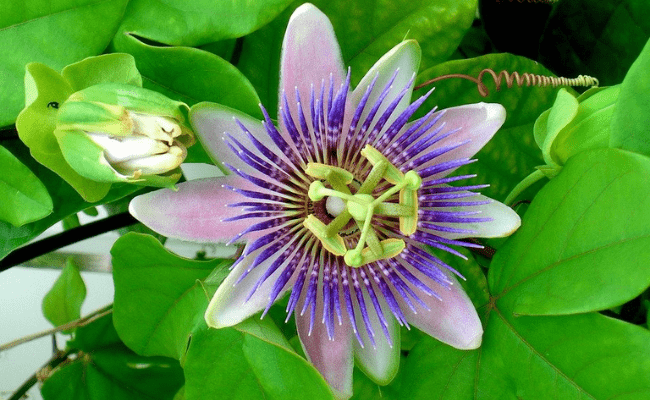 Passion Flower- home remedies for opiate withdrawal